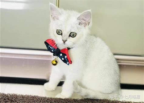 猫进家里|猫咪进新家，应该怎么熟悉环境呢？